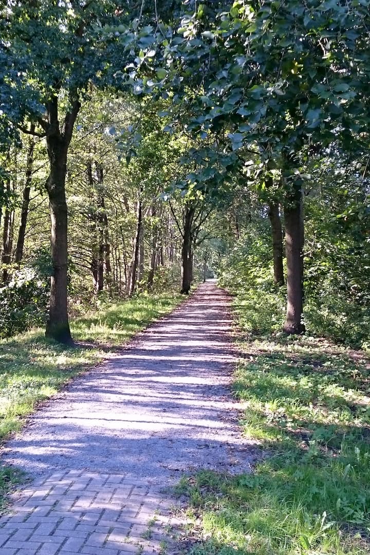 Bosrijke wandelroute rond het Hahnentanger Meer in Rhauderfehn